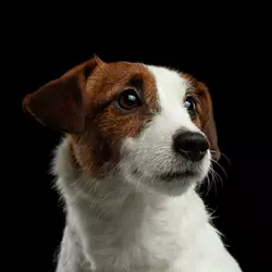 Jackweiler Jack Russell Terrier amp Rottweiler Mix